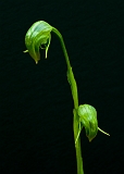 Pterostylis nutans Nodding Greenhood(twins)